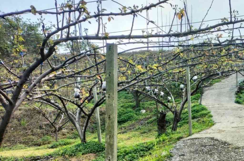 ★卓蘭年收170萬梨子果園★地主急售大降價580萬視意圖