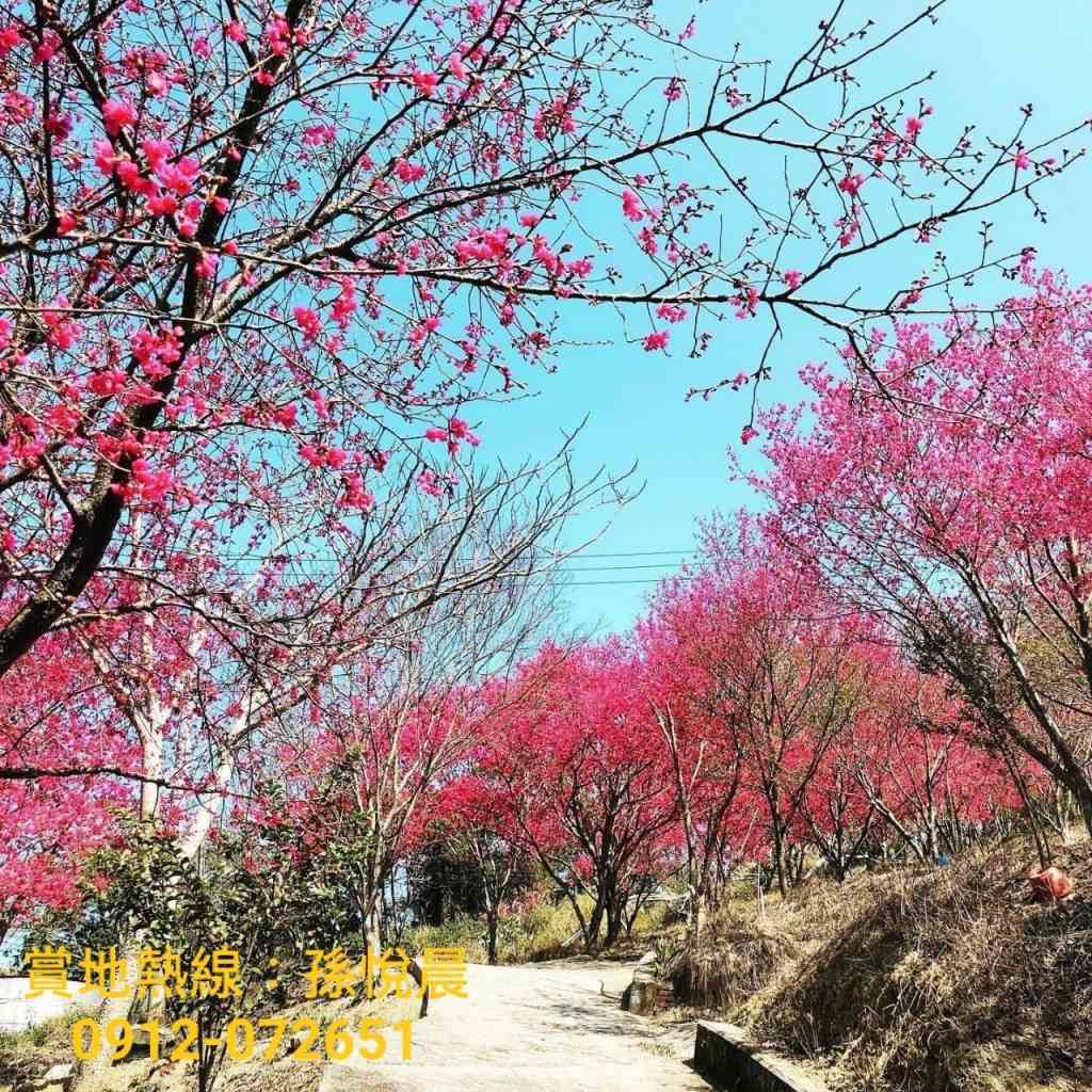 卓蘭櫻花林休閒農場★三座蒙古包兩間資材室★環境優美視意圖